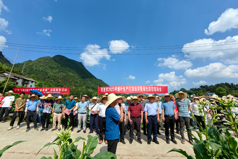 河池市局（公司）在南丹县大厂镇翁乐村举办2023年打顶抹芽暨绿色防控现场会。何明雄摄