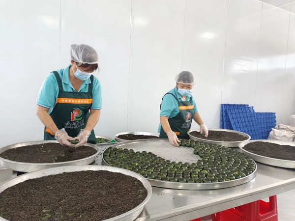 工厂员工将茶叶填充进小青柑。张良基摄