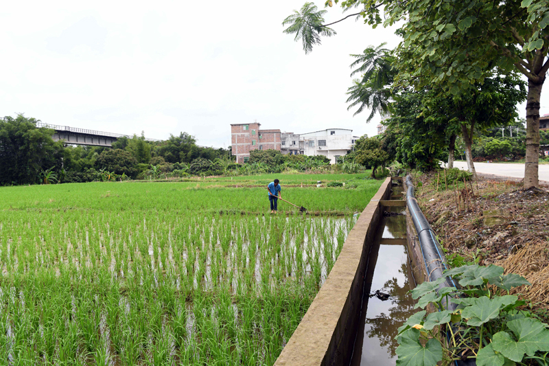 容西镇西山村三面光水渠旁边的稻田一派生机。