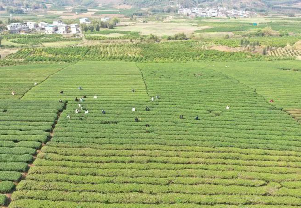 象州县妙皇乡思高村委古琶村茶园（象州县委宣传部供图