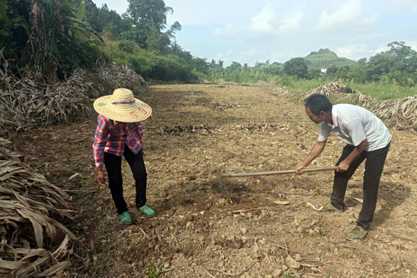 陸亞安夫婦在田間開展大豆玉米復合種植工作。