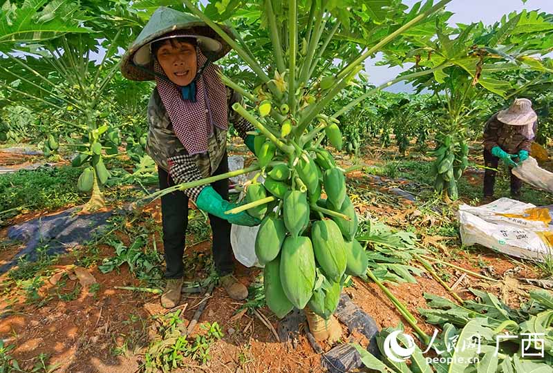 村民正在基地内采摘木瓜。人民网 付华周摄