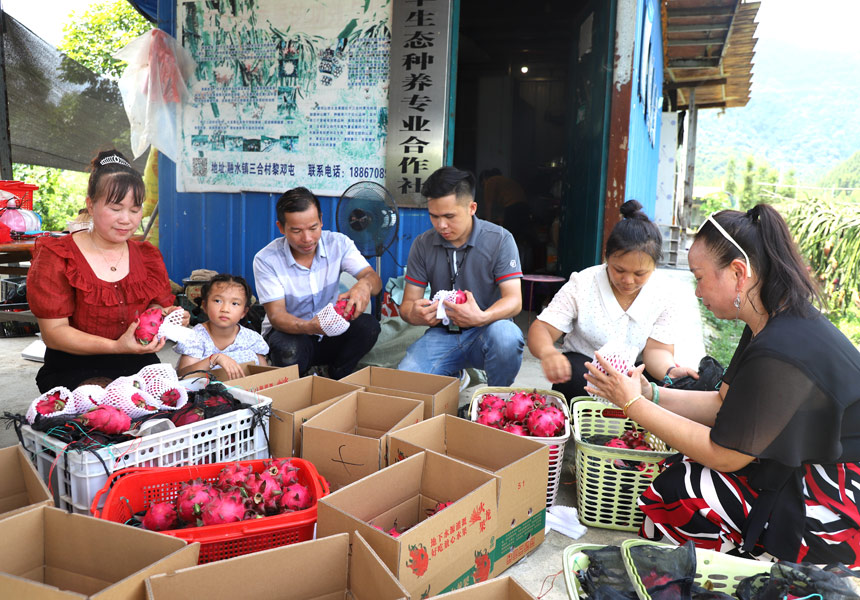 果农在打包火龙果。