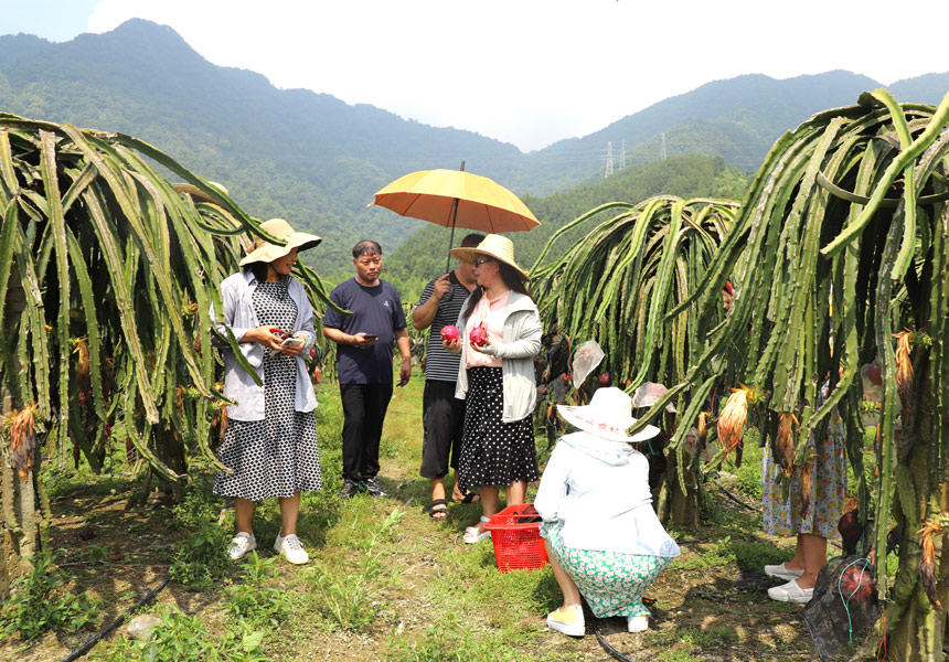 游客在果园里采摘火龙果。