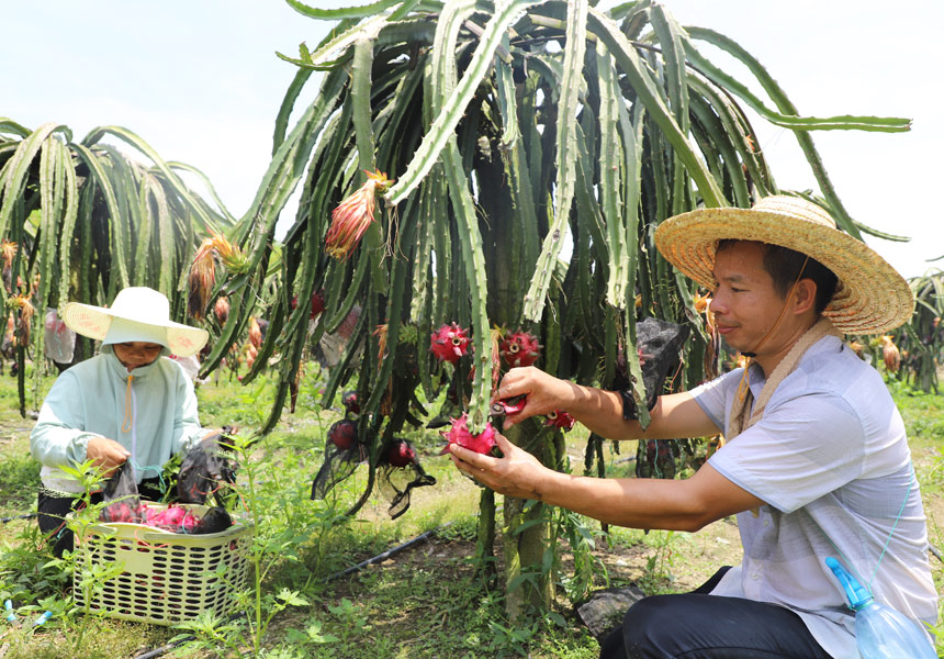 果农正在采摘火龙果。