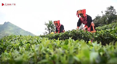 行走八桂 | 茶旅融合，广西昭平打造百亿元茶产业