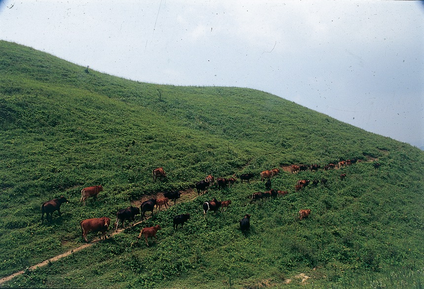 高山养牛场