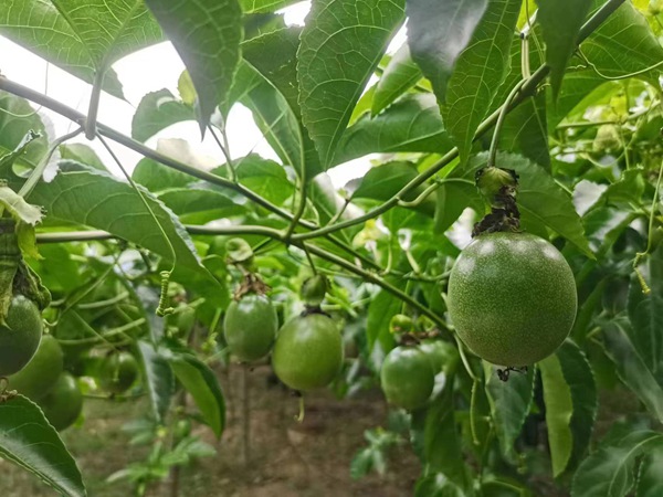 河口乡群众种植的百香果