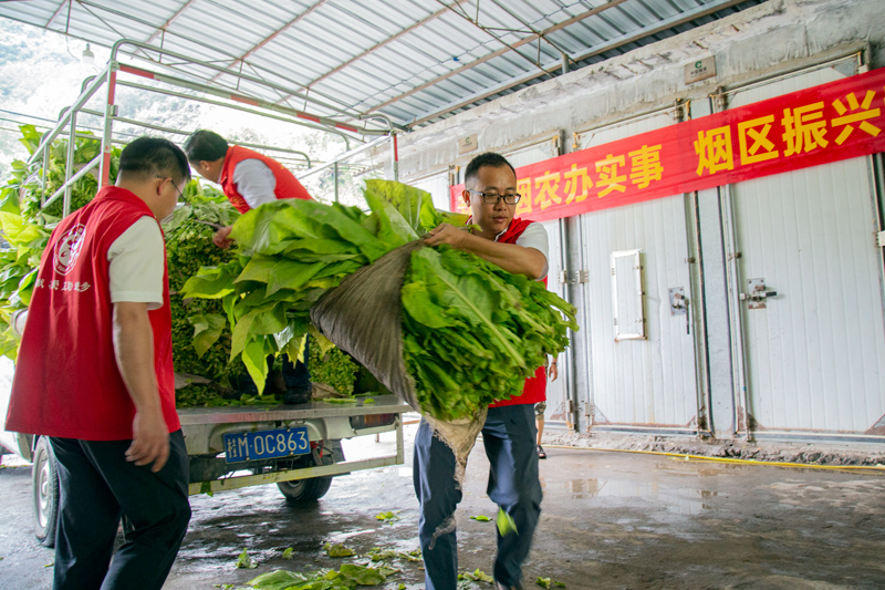 图为烟叶安管支部党员在烘烤工场帮助烟农搬运烟叶。韦庆现摄