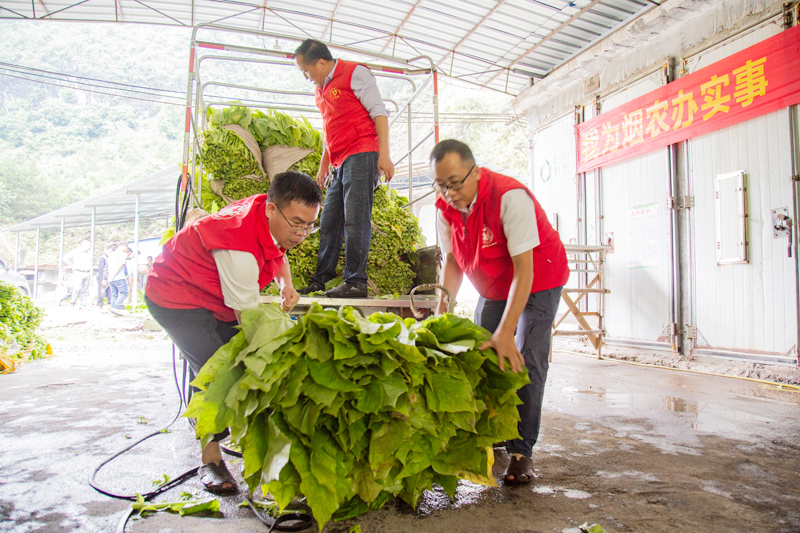 图为烟叶安管支部党员在烘烤工场帮助烟农搬运烟叶。韦庆现摄