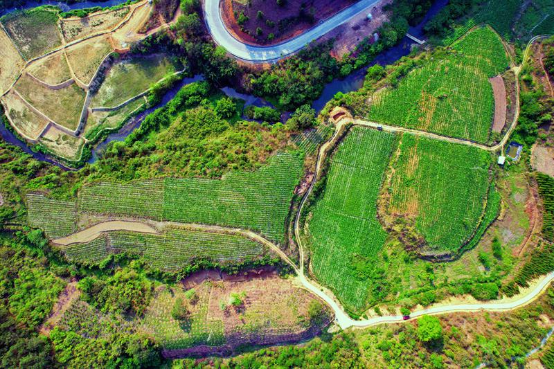 大楞乡温矿百香果基地。右江区委宣传部供图