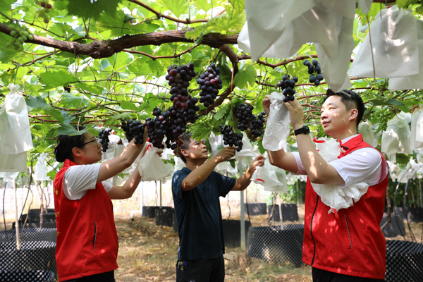 興安農合行工作人員深入葡萄園基地了解農戶生產經營情況。梁麗娜