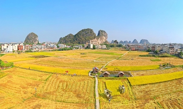 山邊旅游區水稻收割季成為游客熱門打卡點。劉志寧攝