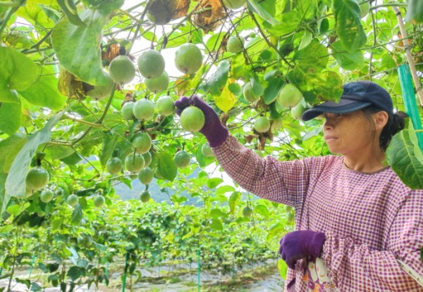 果農正在採摘成熟的百香果。中共新靖鎮委員會供圖