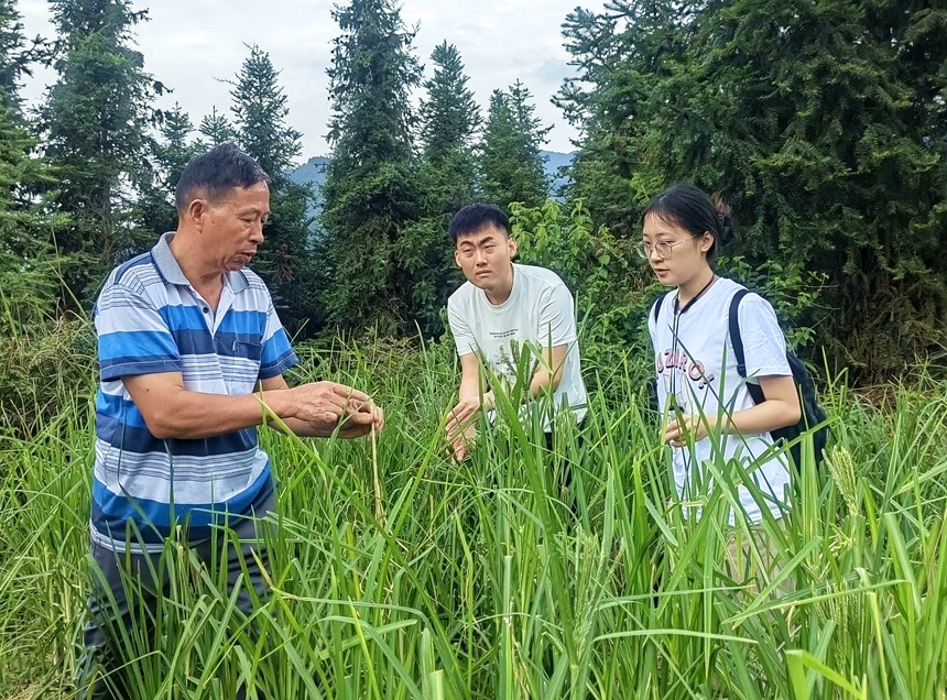 王在上与项目成员在田地间考察、穇子种植情况。李键梅摄