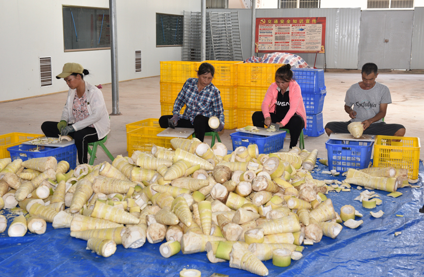 村民在竹笋加工车间将新鲜竹笋切片。