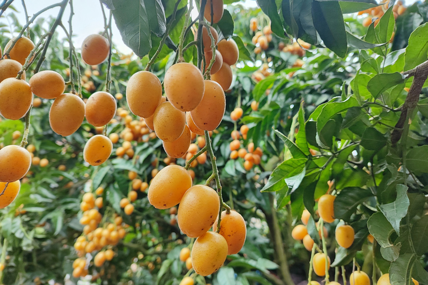 金灿灿的黄皮果挂满枝头。