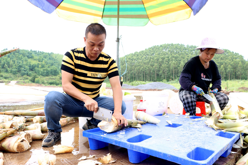 村民们正在处理麻竹笋。