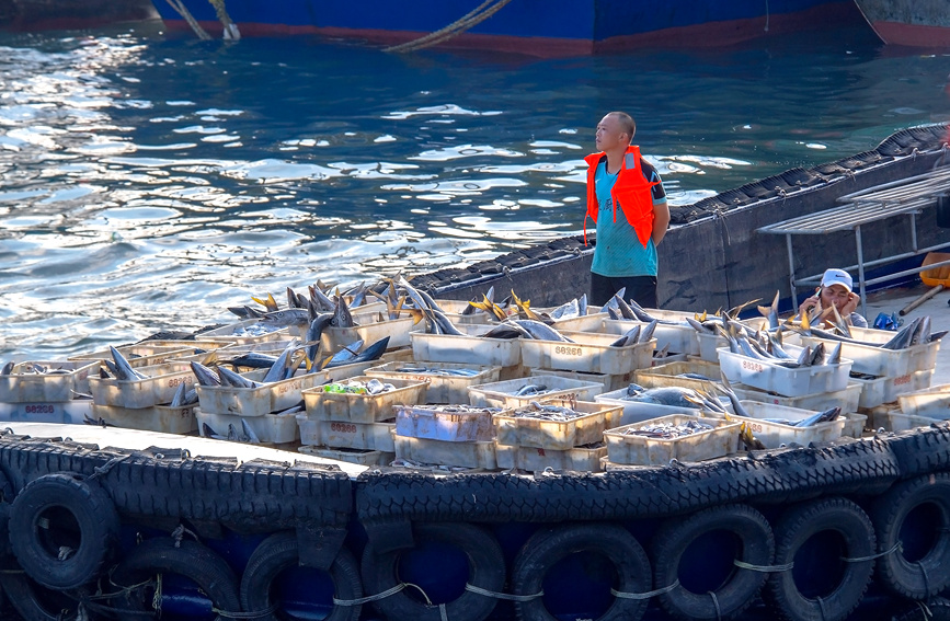 渔民收获海鲜。徐绍荣摄