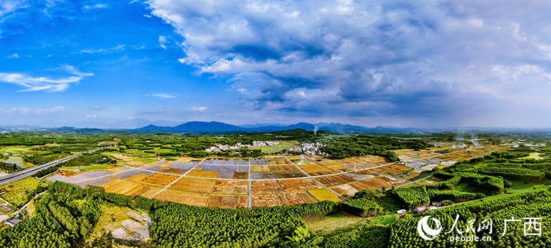 象州县寺村镇万亩水稻标准化生产示范基地。人民网 何宁摄