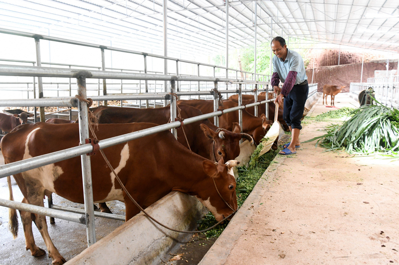 六王镇大公村村民在棚舍里给肉牛投放青料。
