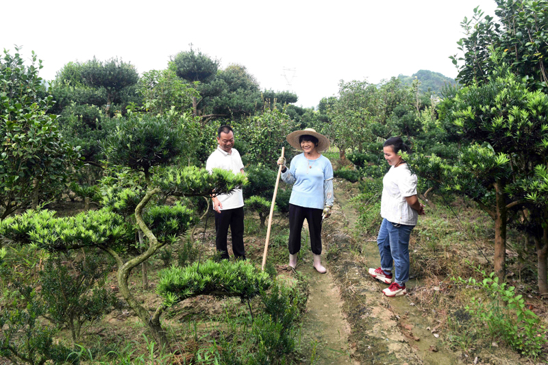 人大代表调研容西镇仙江村苗木盆景产业情况。