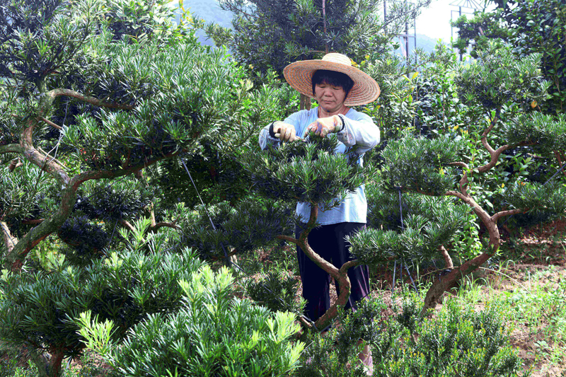 容西镇仙江村村民覃爱华在苗木园里修剪罗汉松。