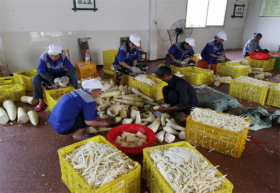 龙溪村麻竹厂加工现场。梁福姮摄