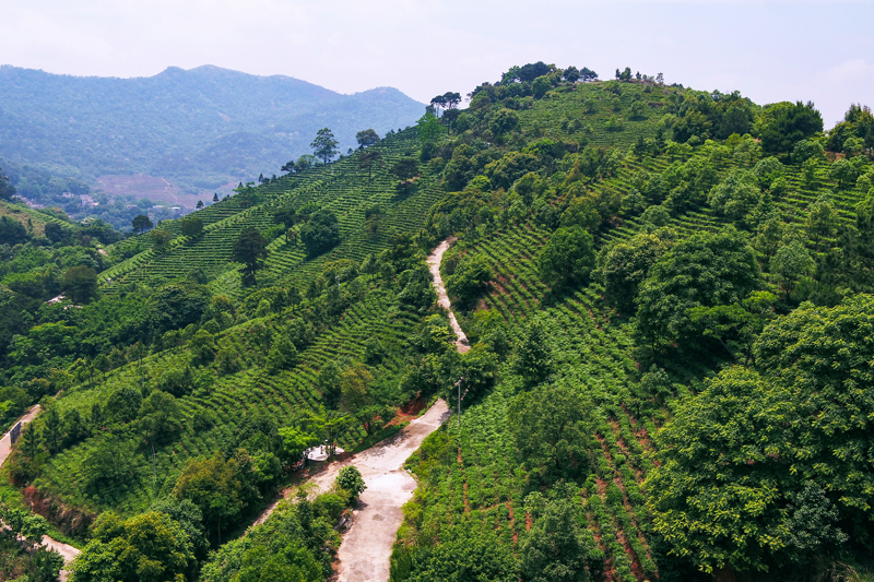南山茶园。零慧兰摄