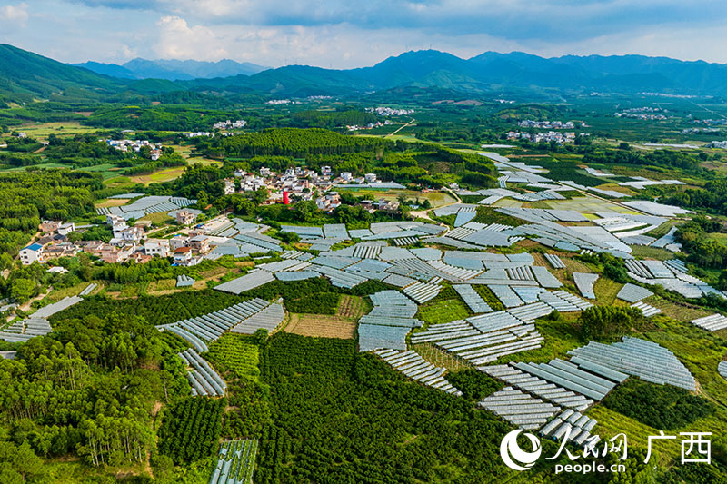 交址村阳光玫瑰葡萄种植基地。人民网 何宁摄