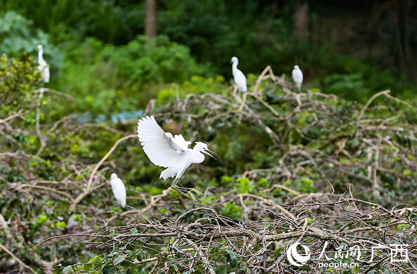目前古德村有上萬隻鷺鳥。人民網 譚江波攝