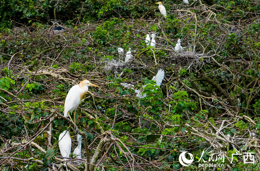 自上世紀以來，古德村就經常有鳥類聚集。人民網記者 譚江波攝