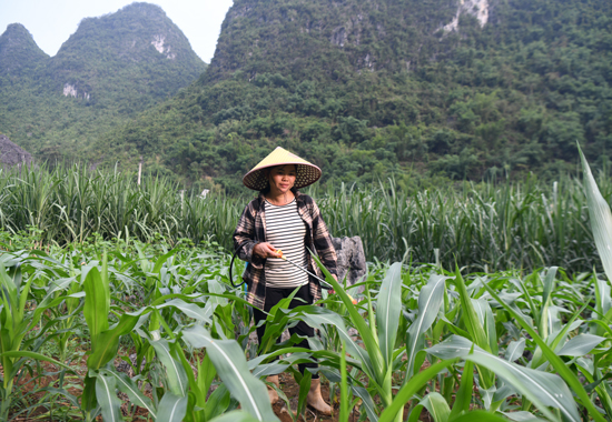 蓝春香给玉米苗洒药除虫