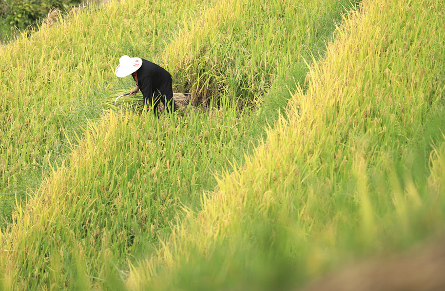 村民在收割水稻。阳海翔摄