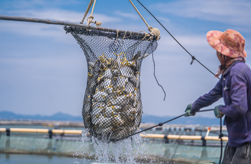 大網慢慢收緊，捕撈起肥美的金鯧魚。