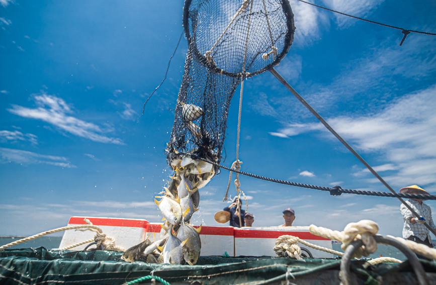 金鯧魚被倒進捕撈船