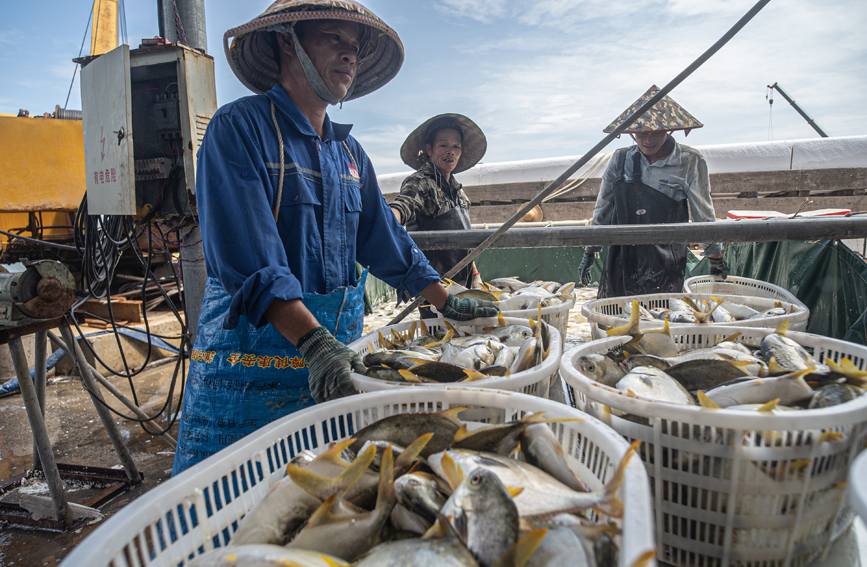 金鯧魚喜迎豐收