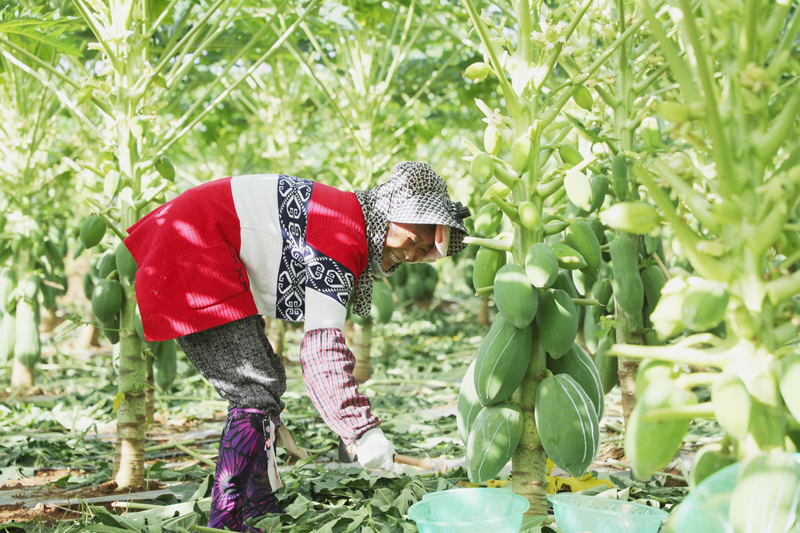 横州市：党建赋能助推木瓜产业高质量发展