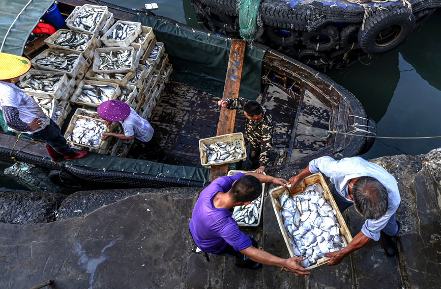 渔民将新鲜的海产品搬运上岸。黄天仕摄