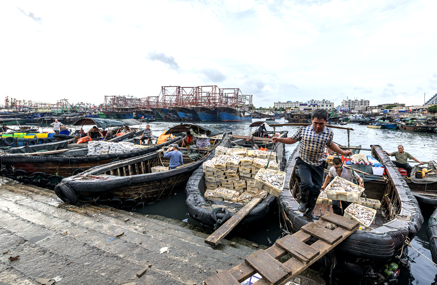 渔民将新鲜的海产品搬运上岸。黄天仕摄 