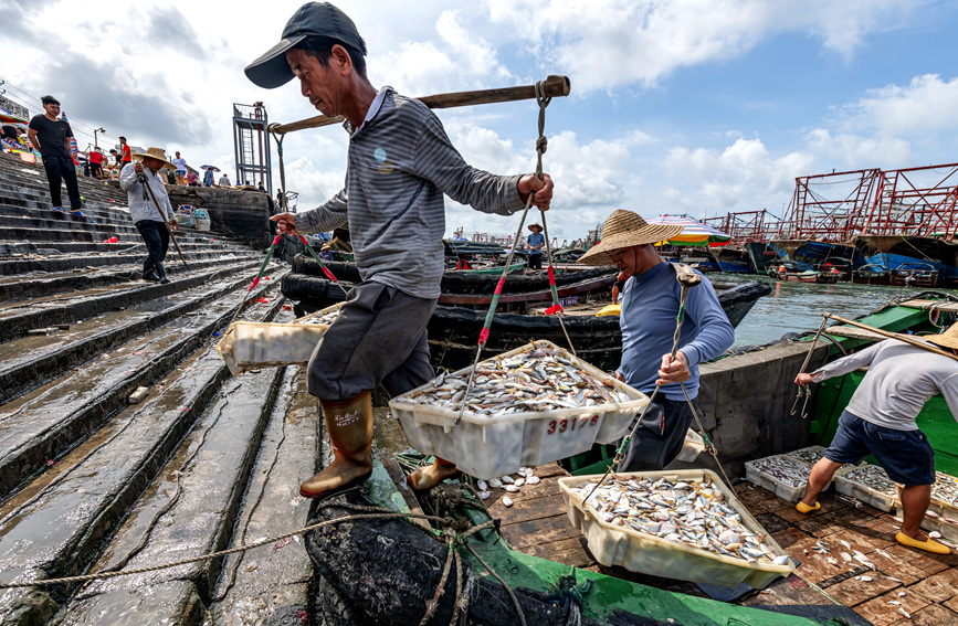 渔民将新鲜的海产品搬运上岸。黄天仕摄