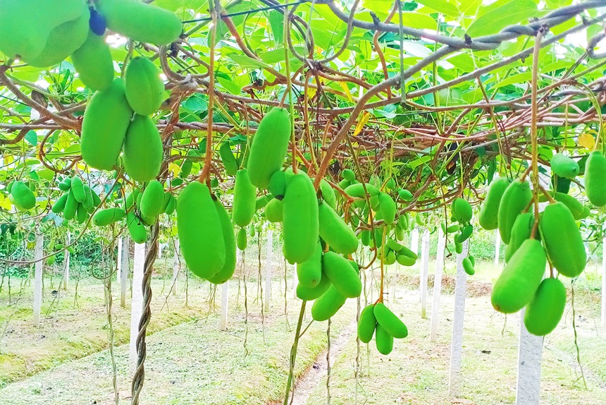 挂满枝头的八月瓜。黎榕摄