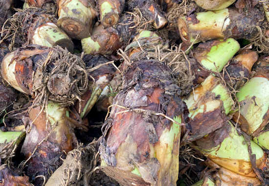 個大體圓的香芋喜迎豐收。昭平縣鳳凰鄉人民政府供圖