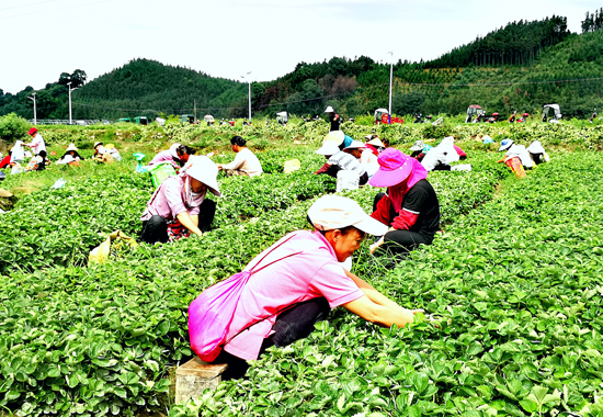 工人们拎着小桶、色皮袋忙着给草莓苗除草、去老叶。