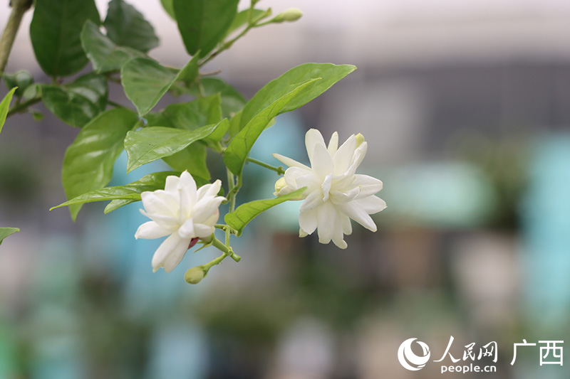 盆栽茉莉花。人民网 付华周摄