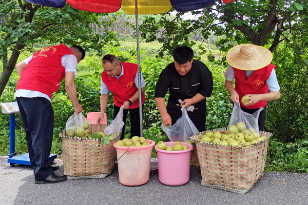 柳江区烟草专卖局党员志愿者分装青花梨售卖。覃剑峰摄