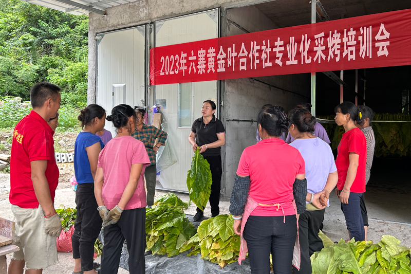 烟站技术员韦常月在烤房点向专业化服务队伍讲解烟叶成熟采收以及烘烤技术。韦杰译摄