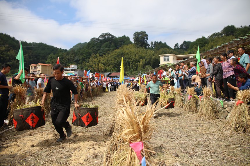 速度比拼，村民正在进行挑稻谷比赛。