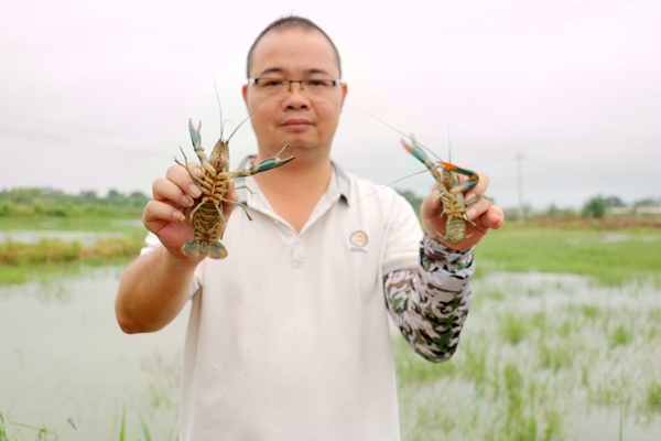 工作人员展示鲜活澳洲淡水小龙虾 （东津镇供图）.jpg