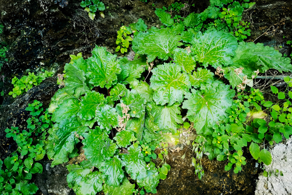 国家二级重点保护野生植物报春苣苔。八步区林业局供图